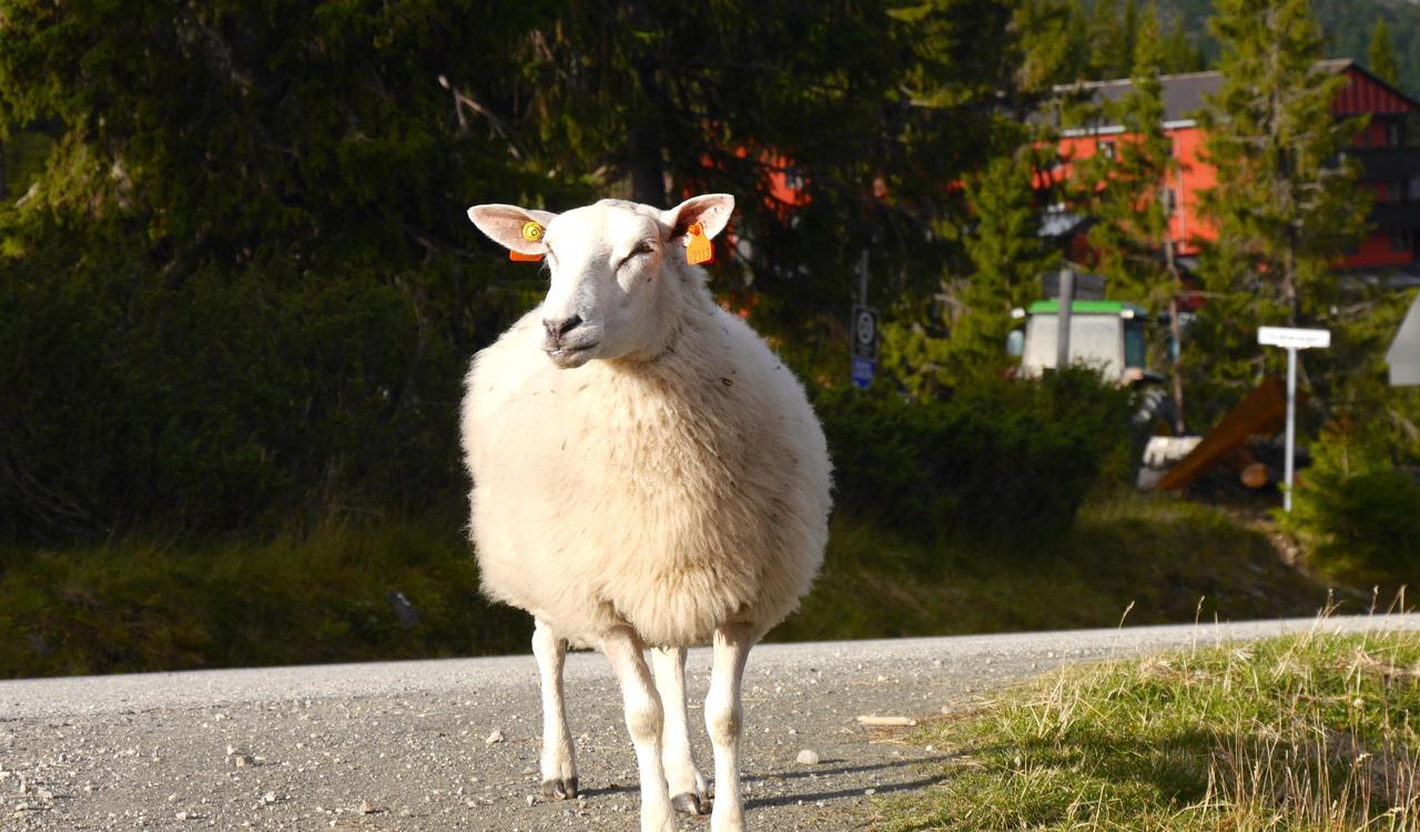 Rondane Fjellstue Vandrarhem Mysusæter Exteriör bild